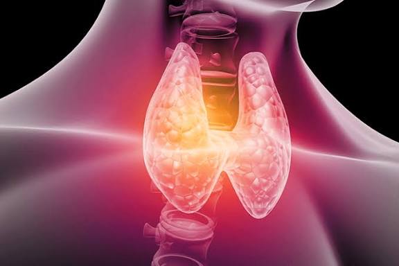 Tireoide: A Maestrina Oculta do Seu Bem-Estar
