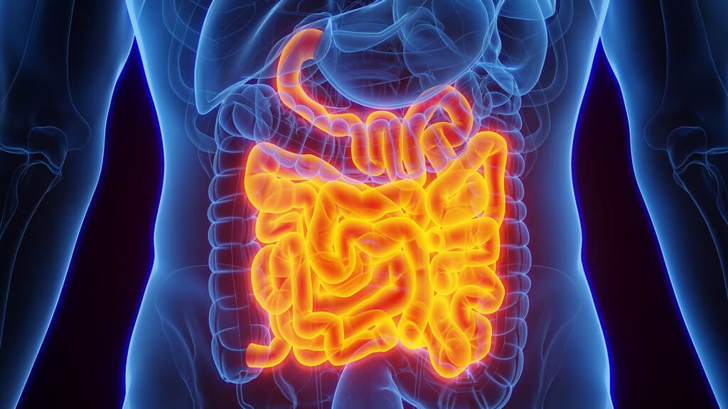 O Segredo da Sua Saúde Mora no Intestino